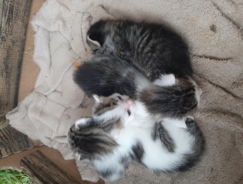 Przygarnij kota - zdjęcie5