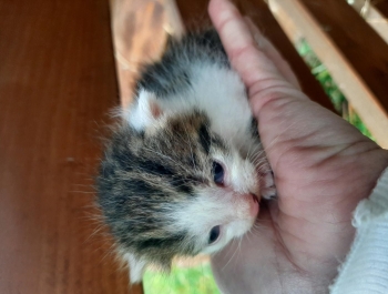 Przygarnij kota - zdjęcie1