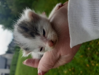 Przygarnij kota - zdjęcie2