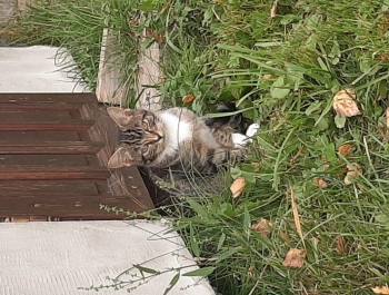 Przygarnij kota - zdjęcie4