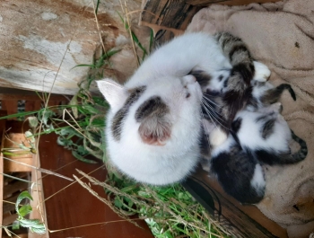 Przygarnij kota - zdjęcie3