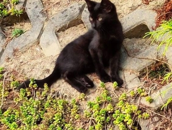 Kociaki szukają domu. - zdjęcie4