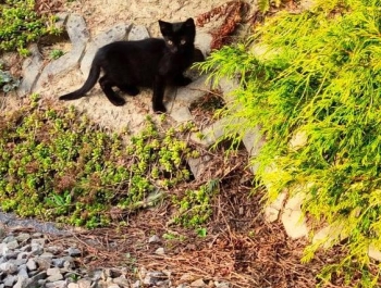 Kociaki szukają domu. - zdjęcie1