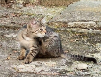 Kociaki szukają domu. - zdjęcie2