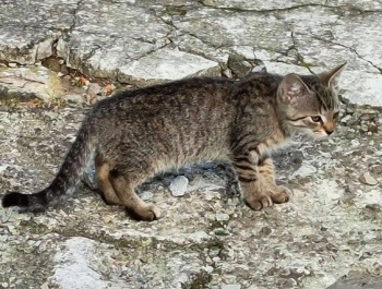 Kociaki szukają domu. - zdjęcie3