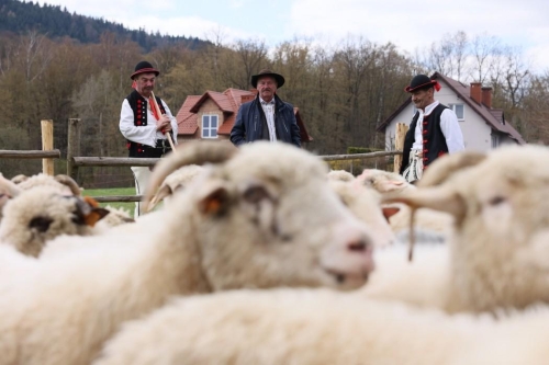 ROZPOCZĘCIE SEZONU PASTERSKIEGO W WOJEWÓDZTWIE ŚLĄSKIM