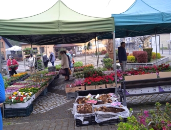 Kiermasz ogrodniczy - zdjęcie8