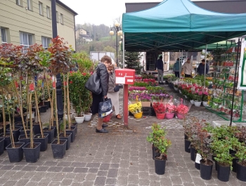 Kiermasz ogrodniczy - zdjęcie5