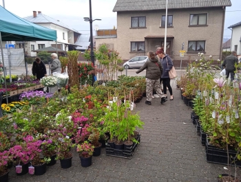 Kiermasz ogrodniczy - zdjęcie4