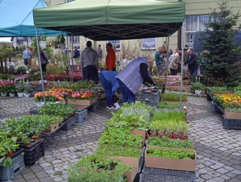 Kiermasz ogrodniczy - zdjęcie3