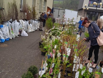 Kiermasz ogrodniczy - zdjęcie2
