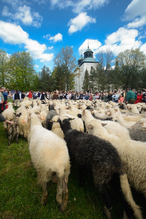 SEZON PASTERSKI W WOJEWÓDZTWIE ŚLĄSKIM OTWARTY ...