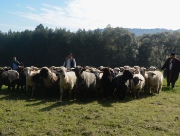 Zakończenie Sezonu Pasterskiego w Województwie Śląskim - zdjęcie10