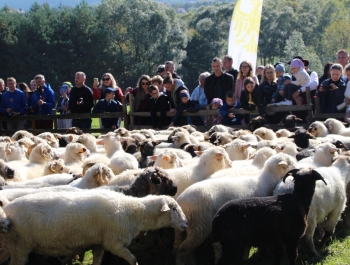 Zakończenie Sezonu Pasterskiego w Województwie Śląskim - zdjęcie25