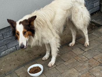 OGŁOSZENIE - zdjęcie1